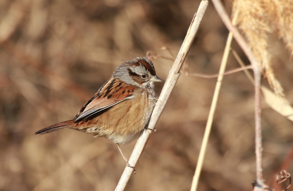 Swamp Sparrow - ML630210336