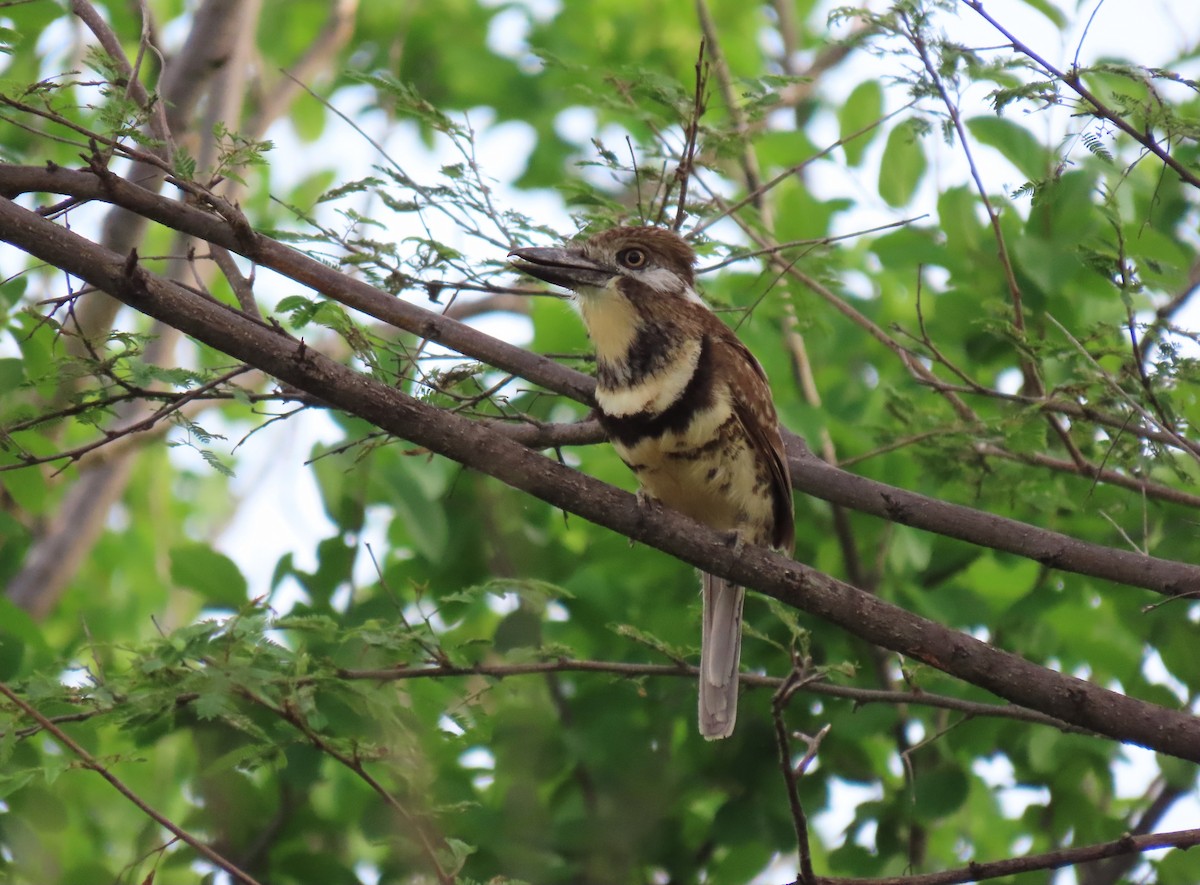 Russet-throated/Two-banded Puffbird - ML630210420