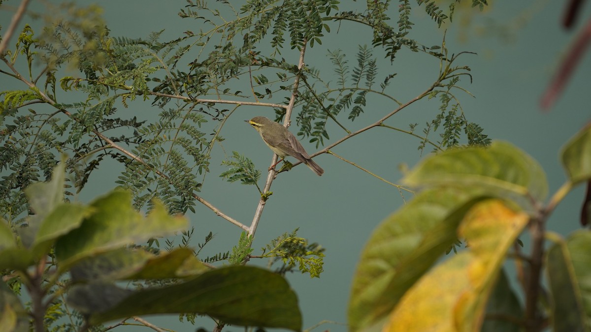 Tickell's Leaf Warbler (Alpine) - ML630210671