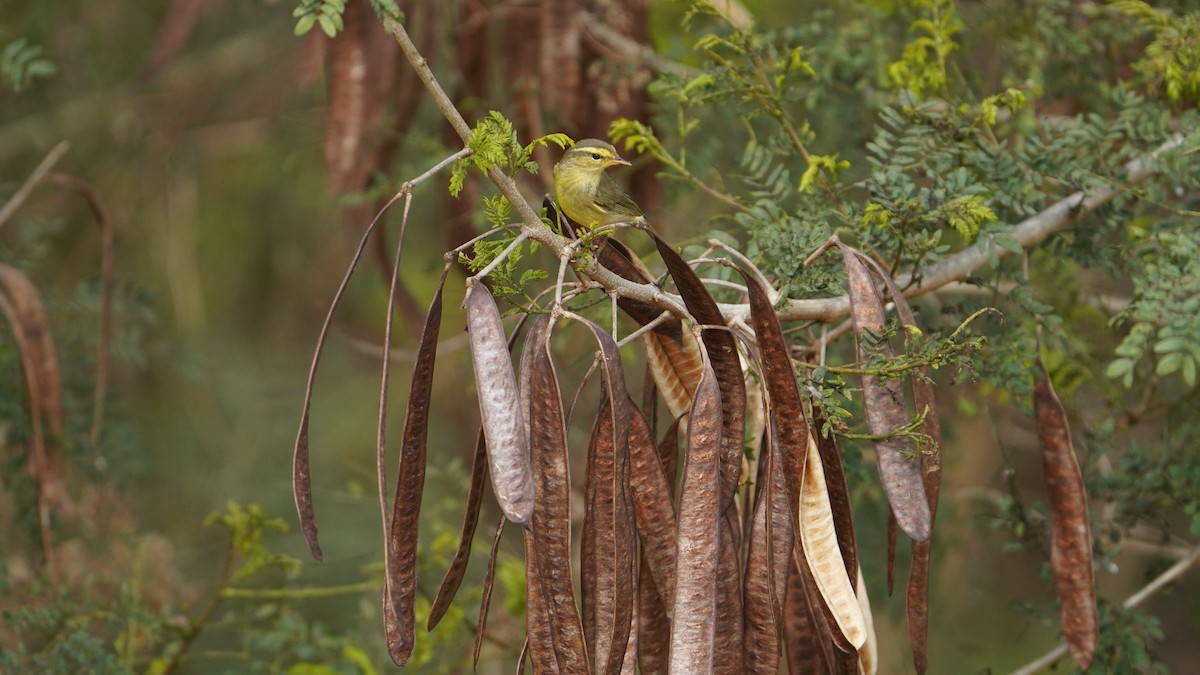 Tickell's Leaf Warbler (Alpine) - ML630210672