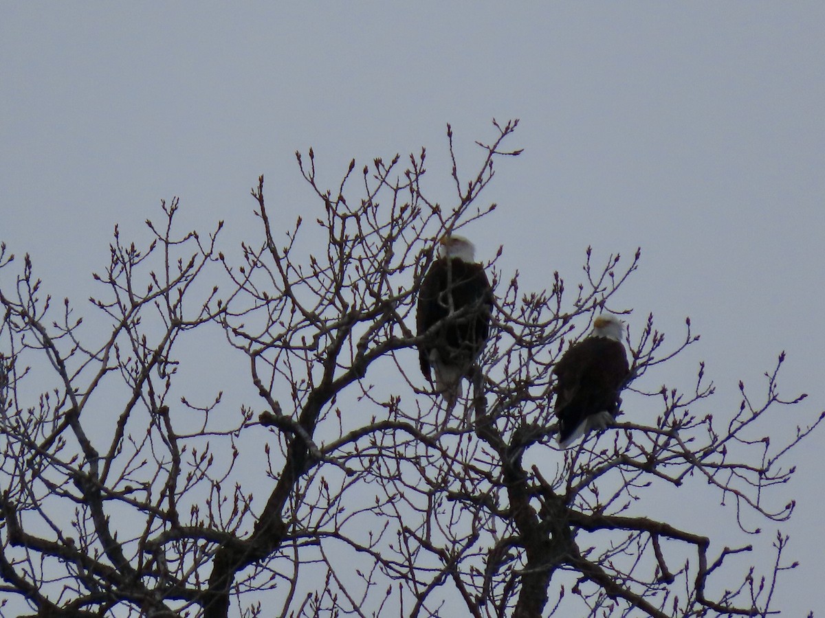 Weißkopf-Seeadler - ML630210684