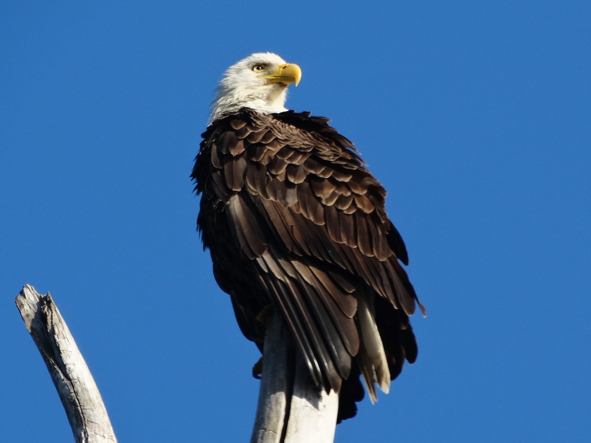 Weißkopf-Seeadler - ML630210872