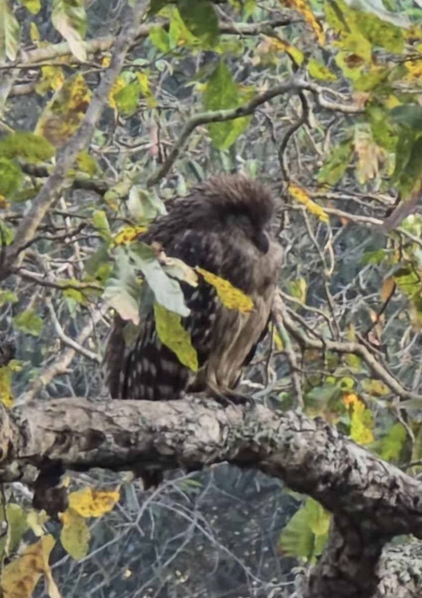 Brown Fish-Owl - ML630211043