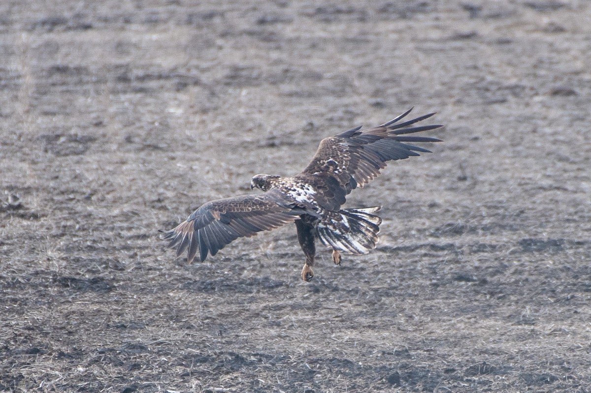 Weißkopf-Seeadler - ML630211298