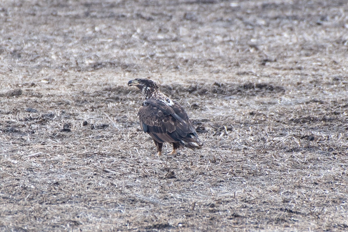 Weißkopf-Seeadler - ML630211299