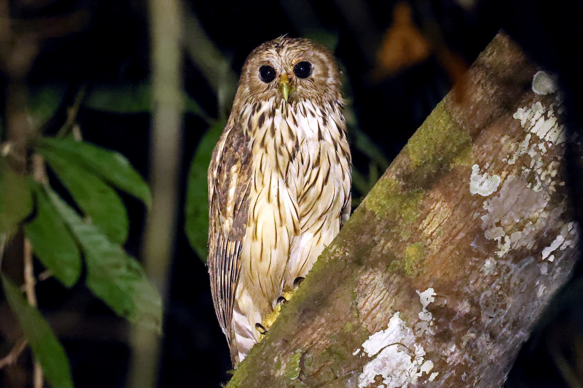Vermiculated Fishing-Owl - ML630211312