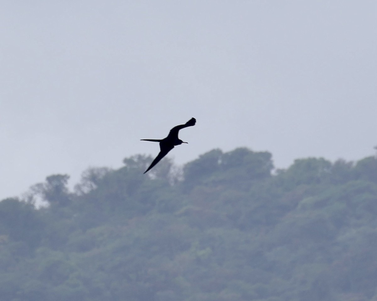 Prachtfregattvogel - ML630211710