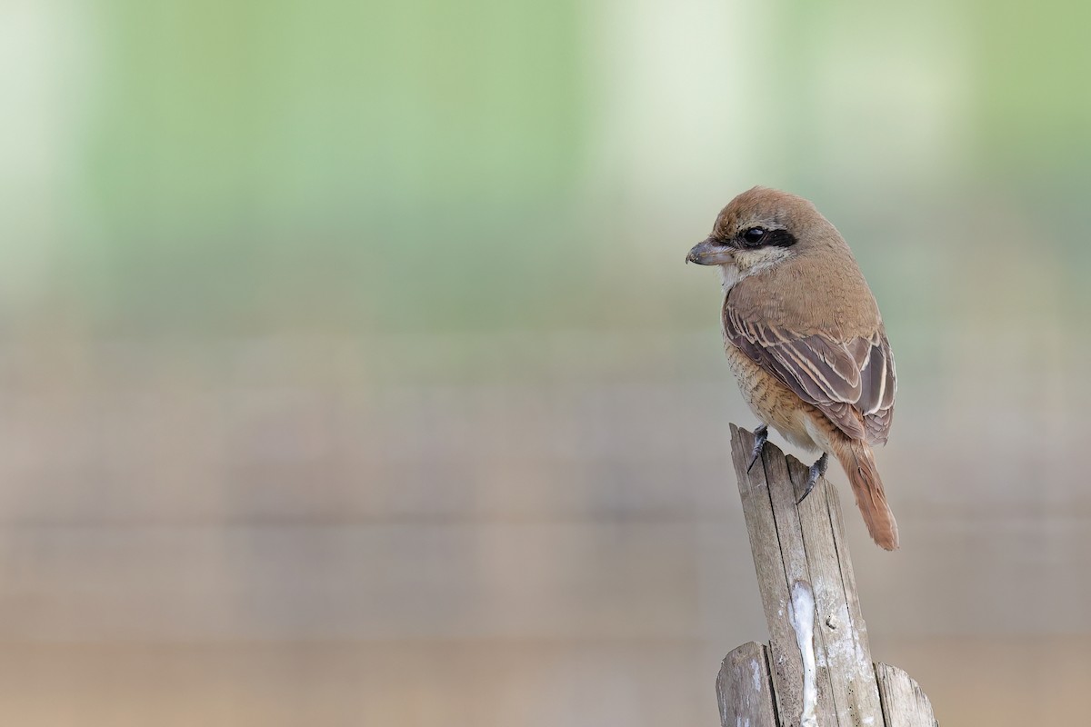 Brown Shrike - ML630211742