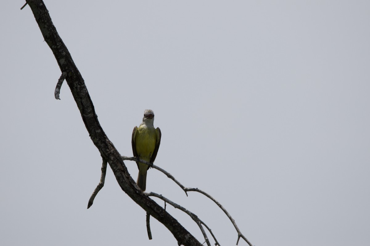 Texaskönigstyrann - ML630211882