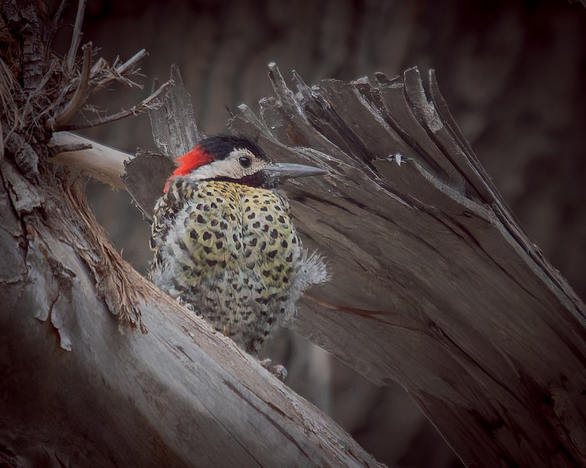 Green-barred Woodpecker - ML630211953