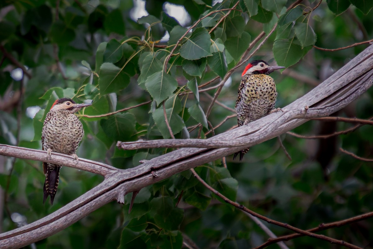 Green-barred Woodpecker - ML630211954