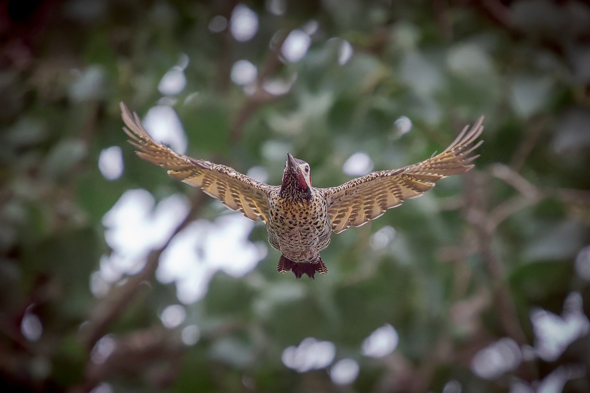 Green-barred Woodpecker - ML630211955