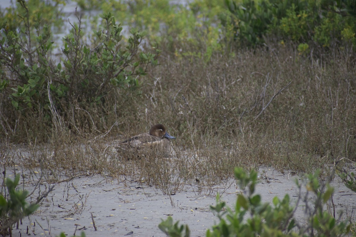 Rotkopfente - ML630211982