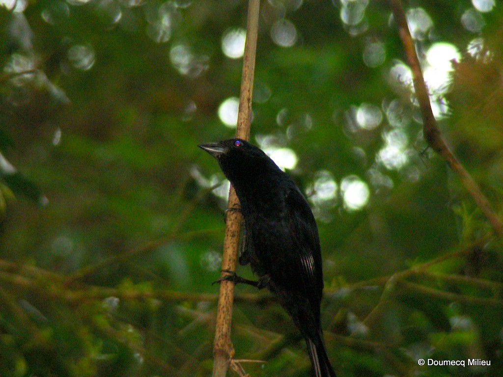 Ruby-crowned Tanager - ML63021201