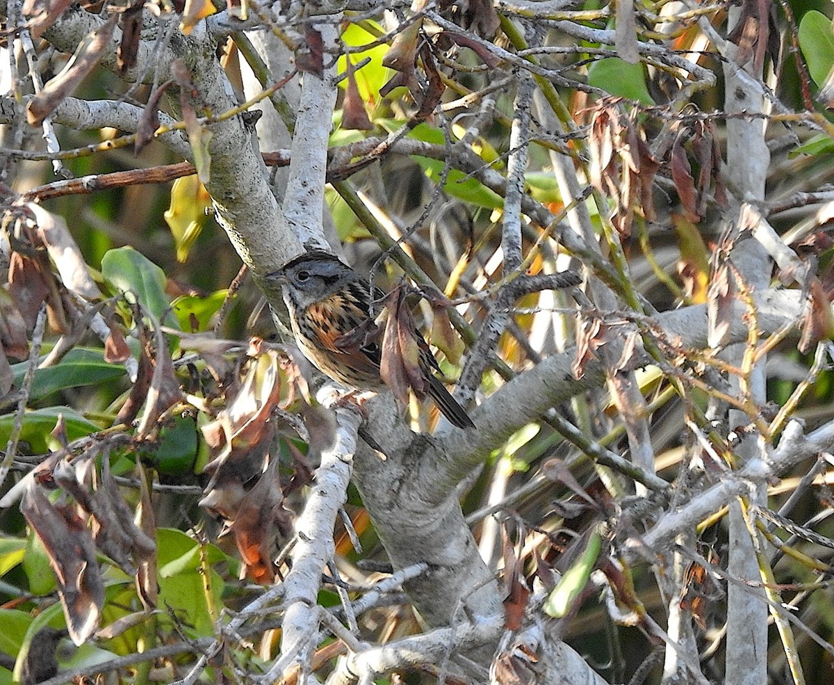 Swamp Sparrow - ML630212088