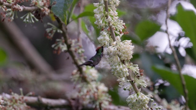 Frilled Coquette - ML630212128