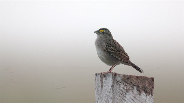 Grassland Sparrow - ML630212152