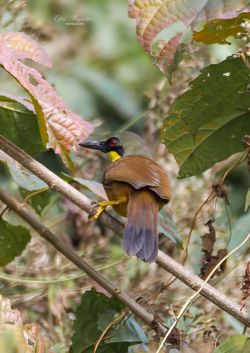 Rufous-vented Laughingthrush - ML630212288