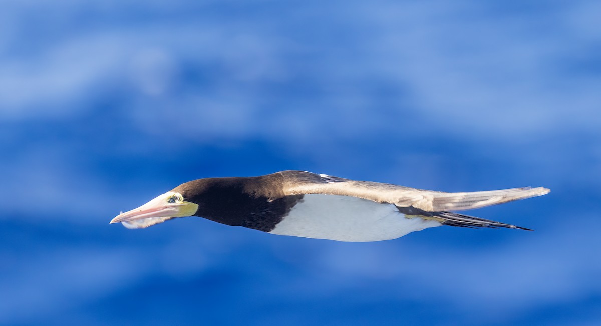 Brown Booby - ML630212464