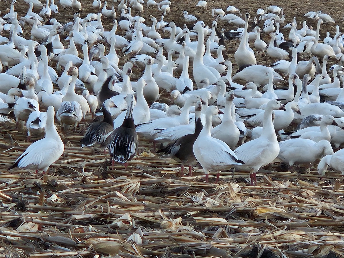 husa sněžní - ML630212488