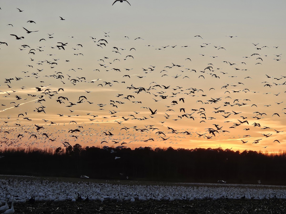 husa sněžní - ML630212489