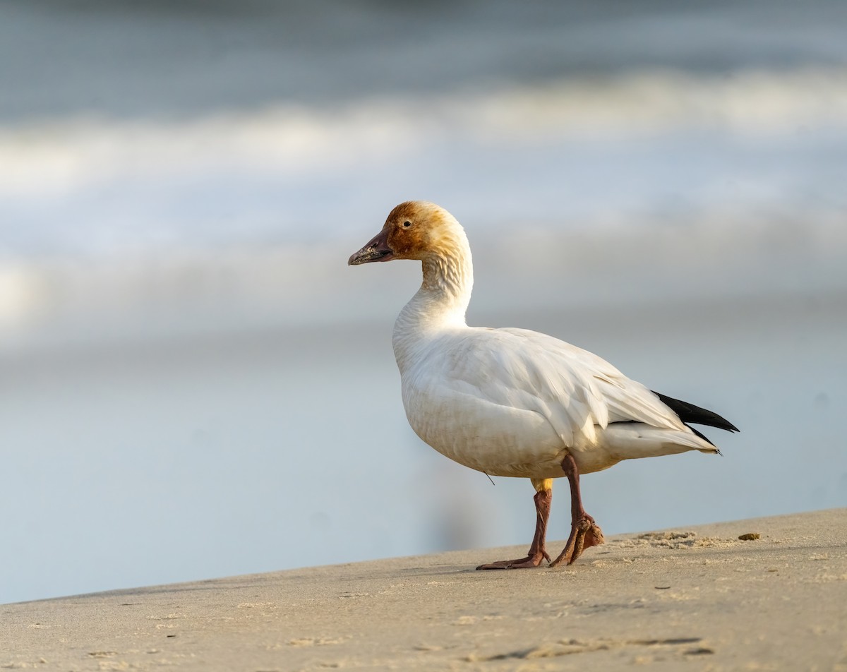 Snow Goose - ML630212589