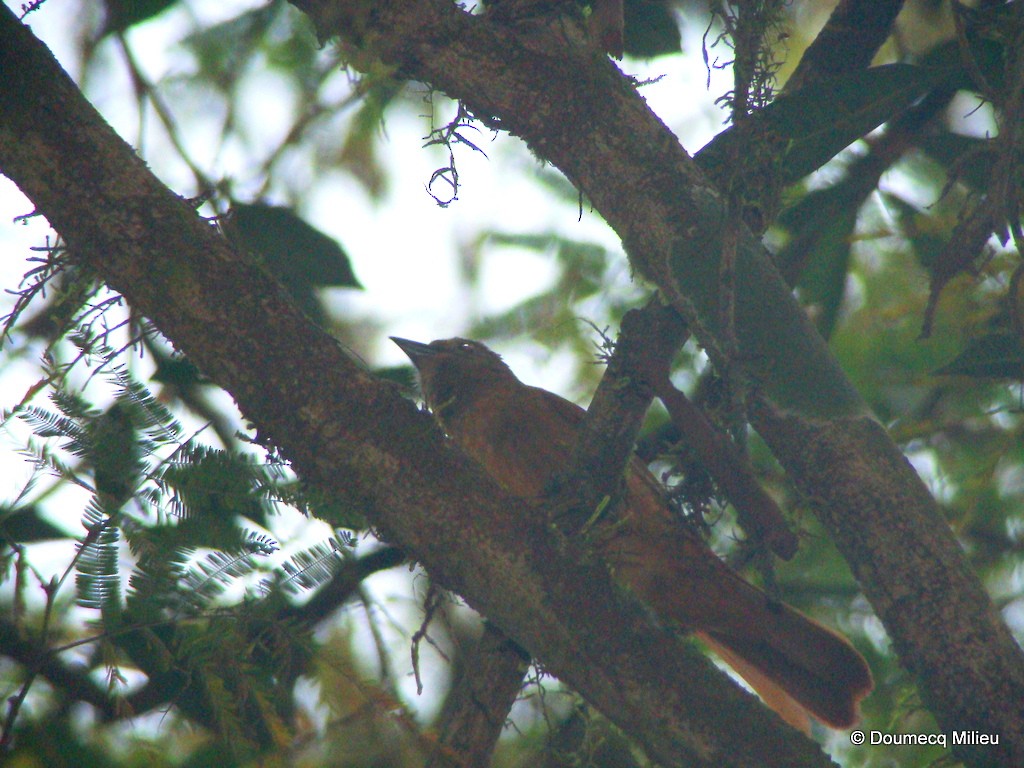 Ruby-crowned Tanager - ML63021271