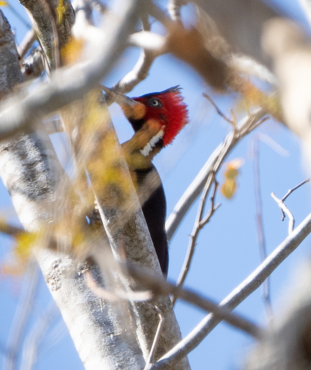 ズアカエボシゲラ - ML630212754