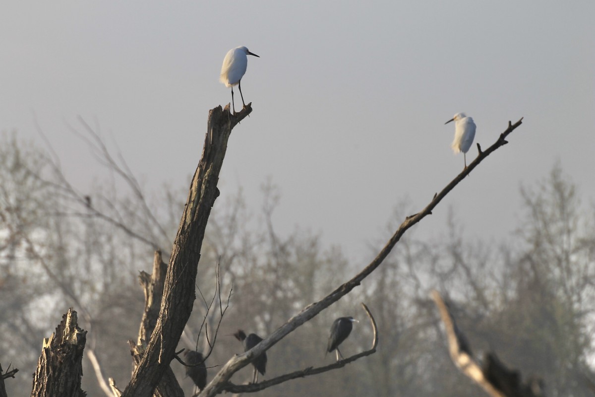 Blaureiher - ML630212787