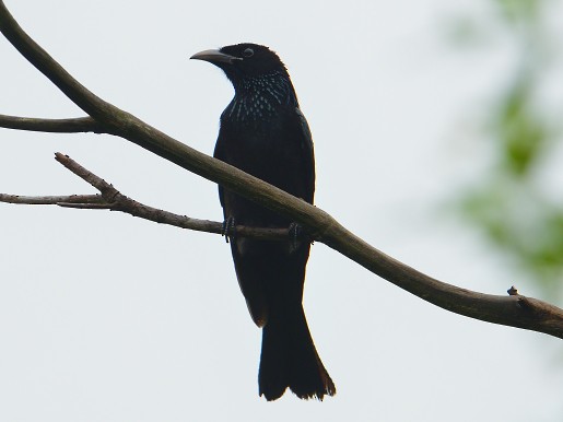 Hair-crested Drongo - ML630212999