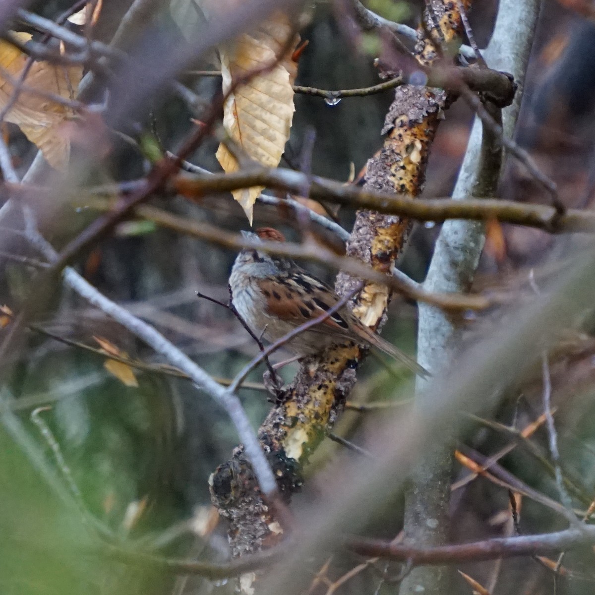 Swamp Sparrow - ML630213005