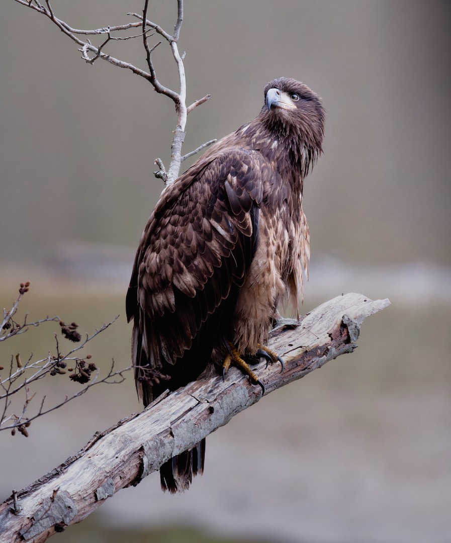 Weißkopf-Seeadler - ML630213207