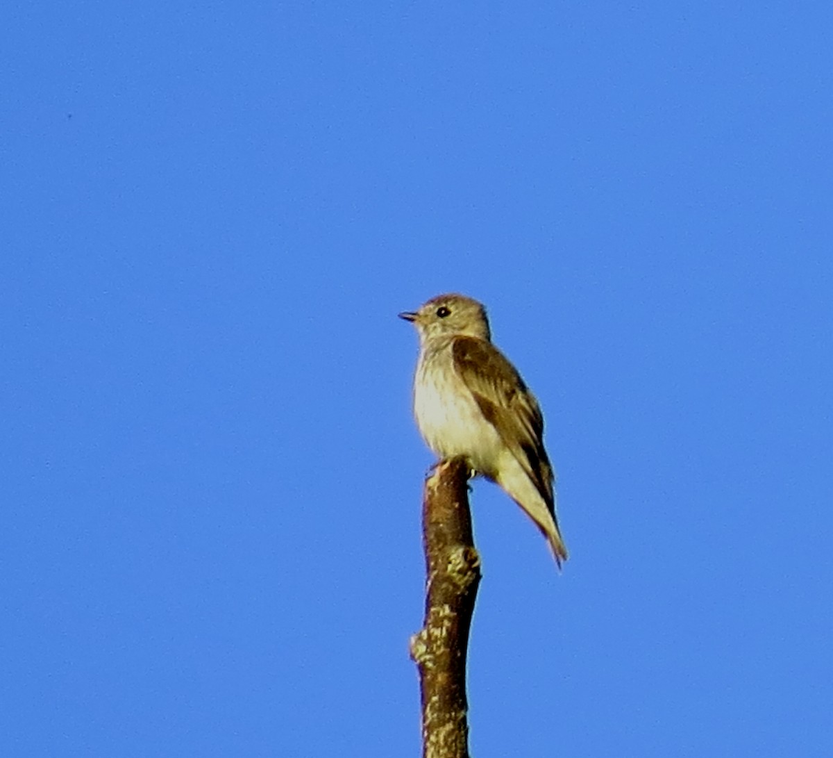 Сэвхэт намнаахай - ML630213211