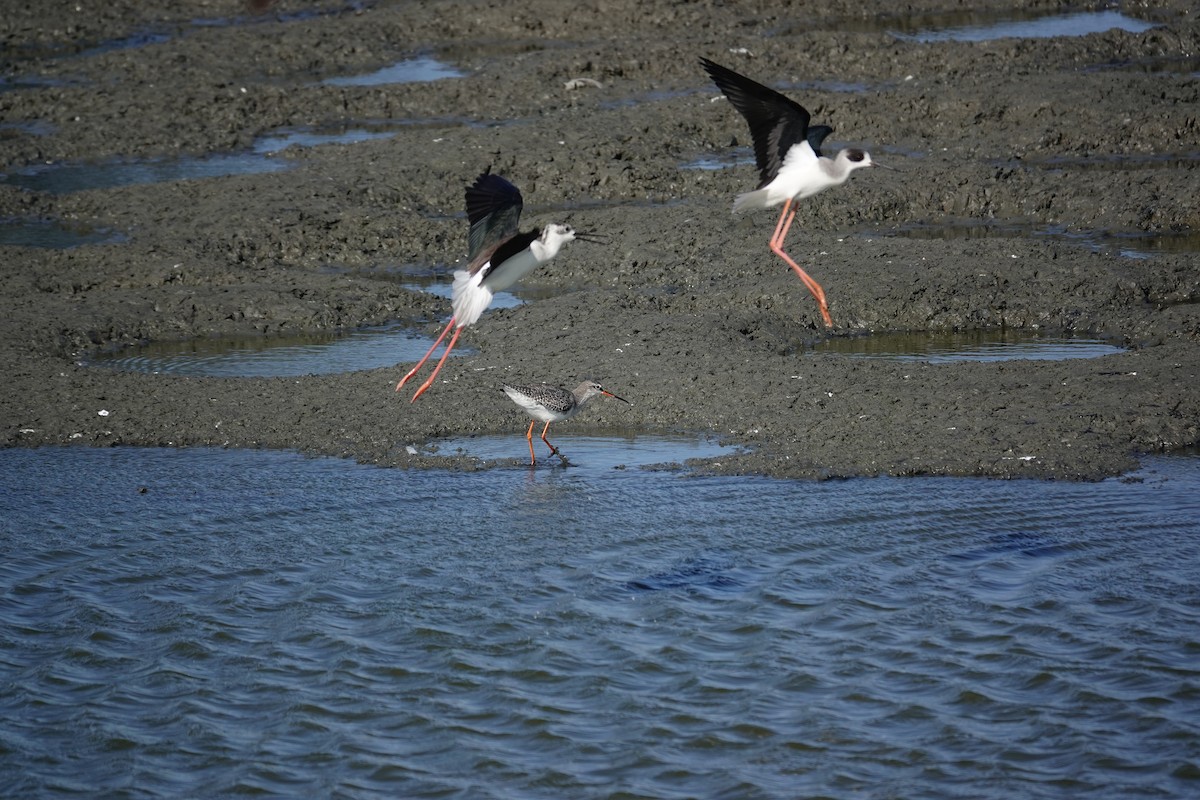 Spotted Redshank - ML630213231