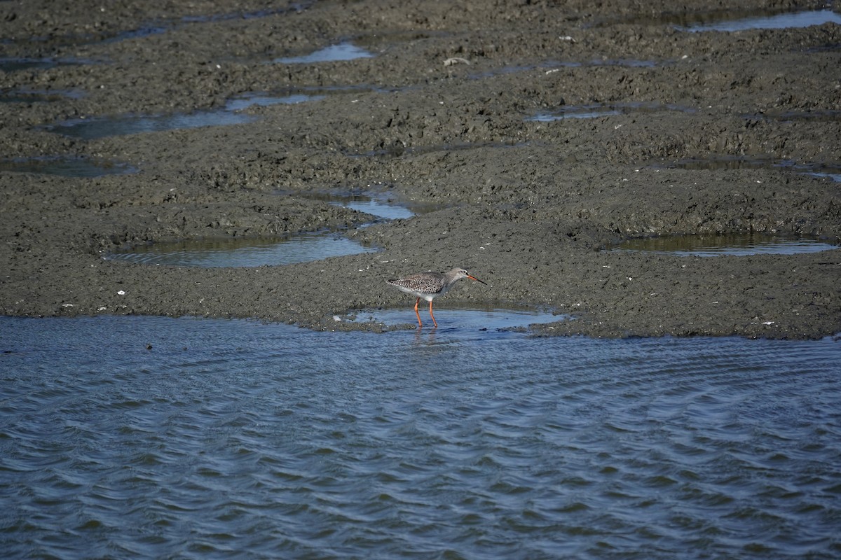 Spotted Redshank - ML630213232