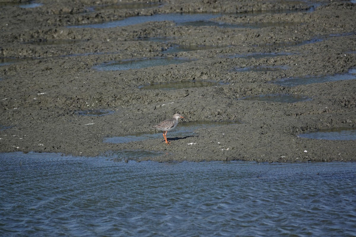 Spotted Redshank - ML630213233