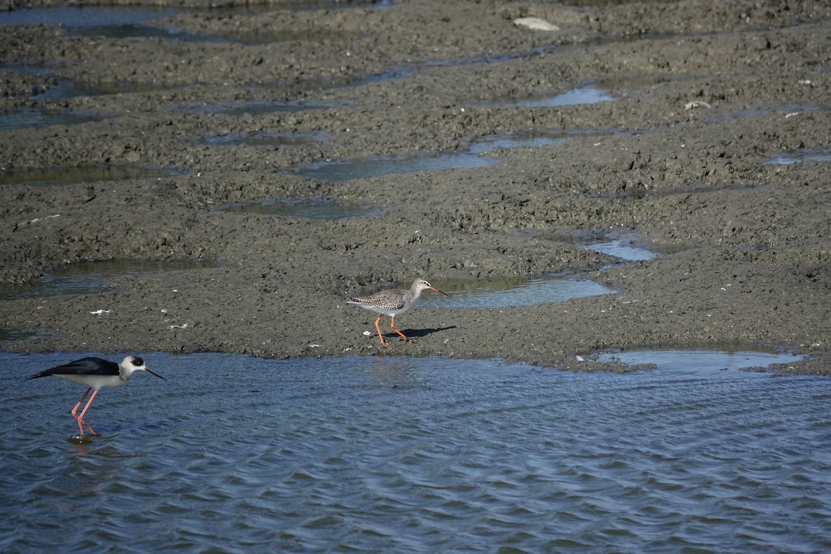 Spotted Redshank - ML630213234