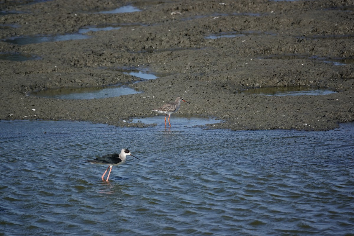 Spotted Redshank - ML630213235