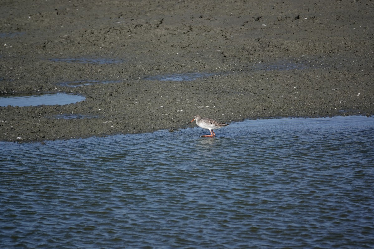 Spotted Redshank - ML630213236