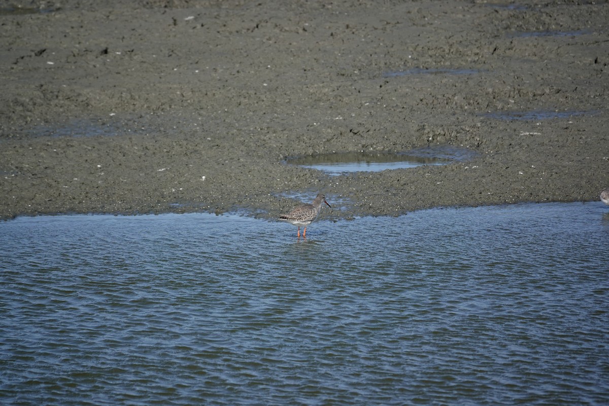 Spotted Redshank - ML630213237
