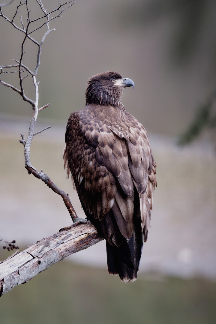 Weißkopf-Seeadler - ML630213261