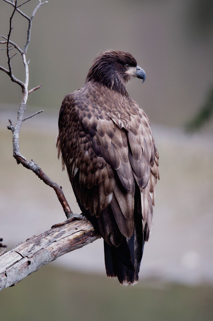 Weißkopf-Seeadler - ML630213278