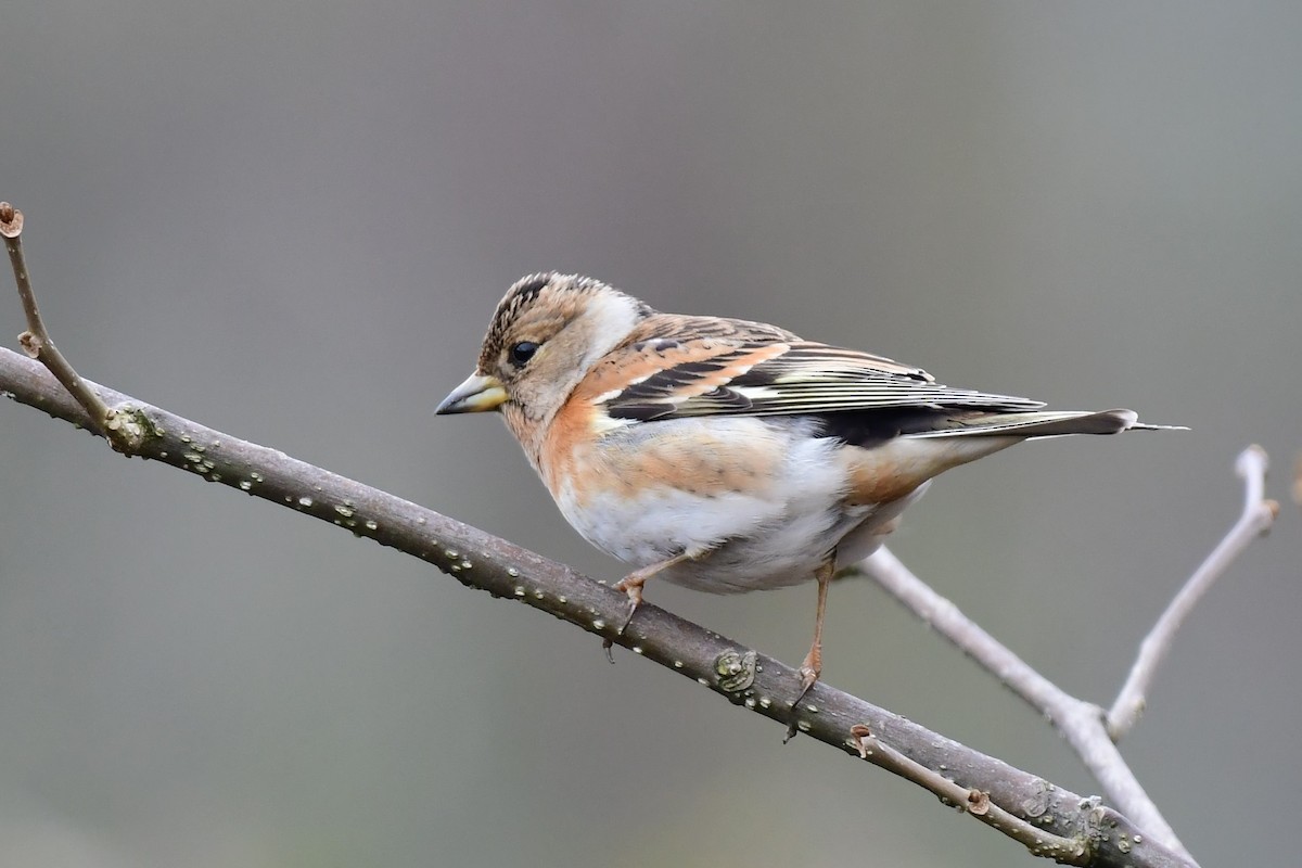 Brambling - ML630213509