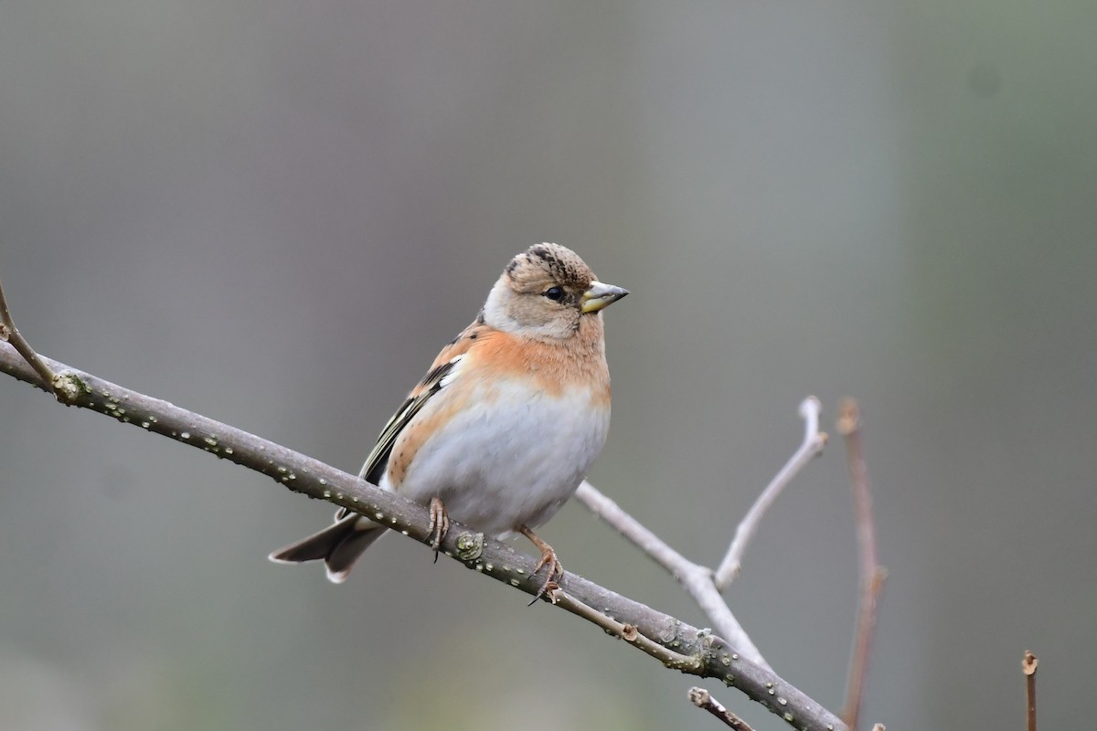 Brambling - ML630213510