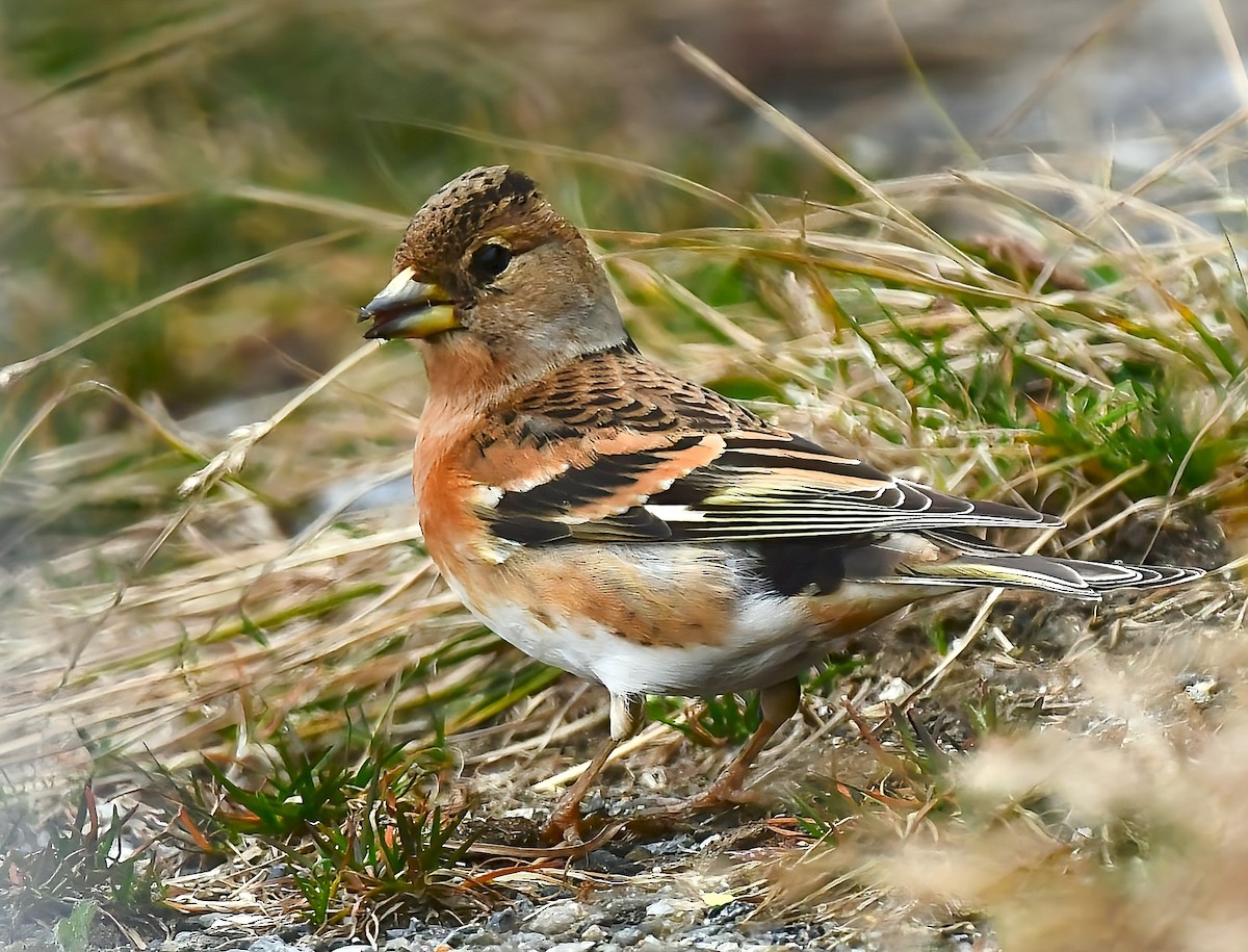 Brambling - ML630213511