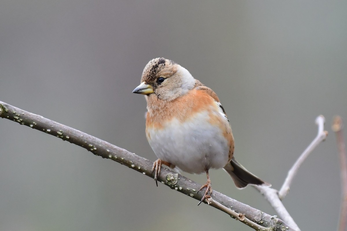 Brambling - ML630213512