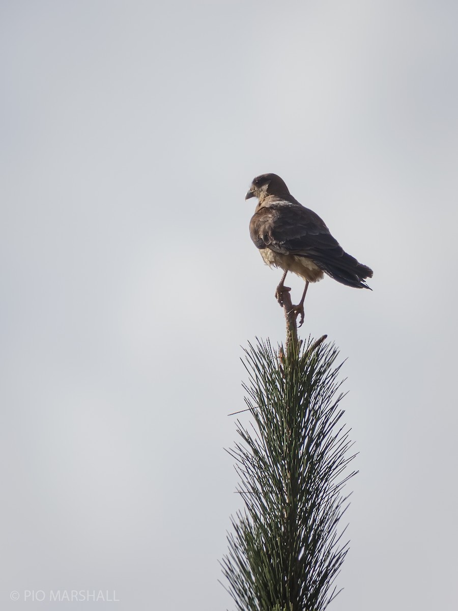 Chimango Caracara - ML630213539