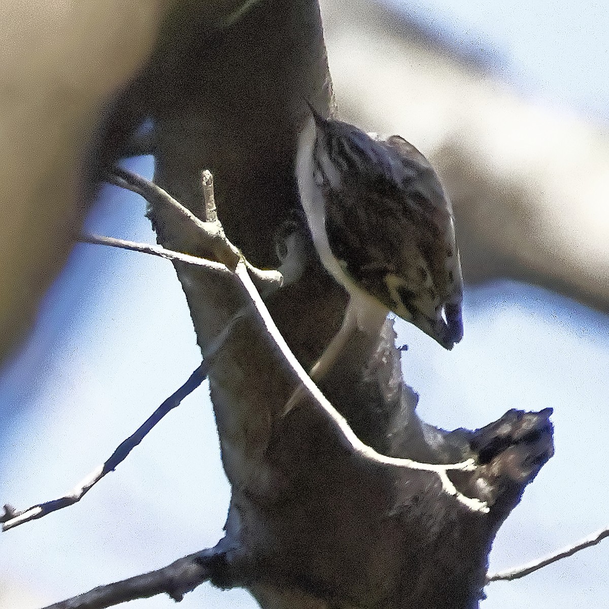 Brown Creeper - ML630213666