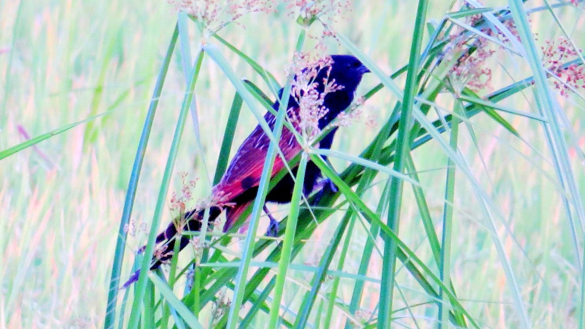 Lesser Coucal - ML630213668