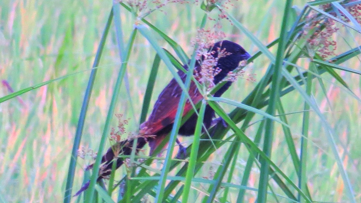 Lesser Coucal - ML630213669